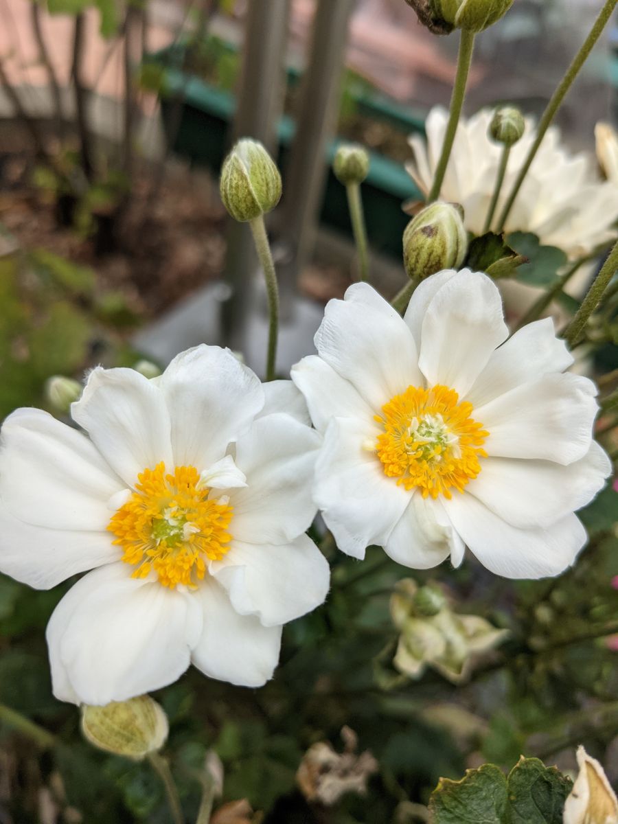 我が家の白い花🌼