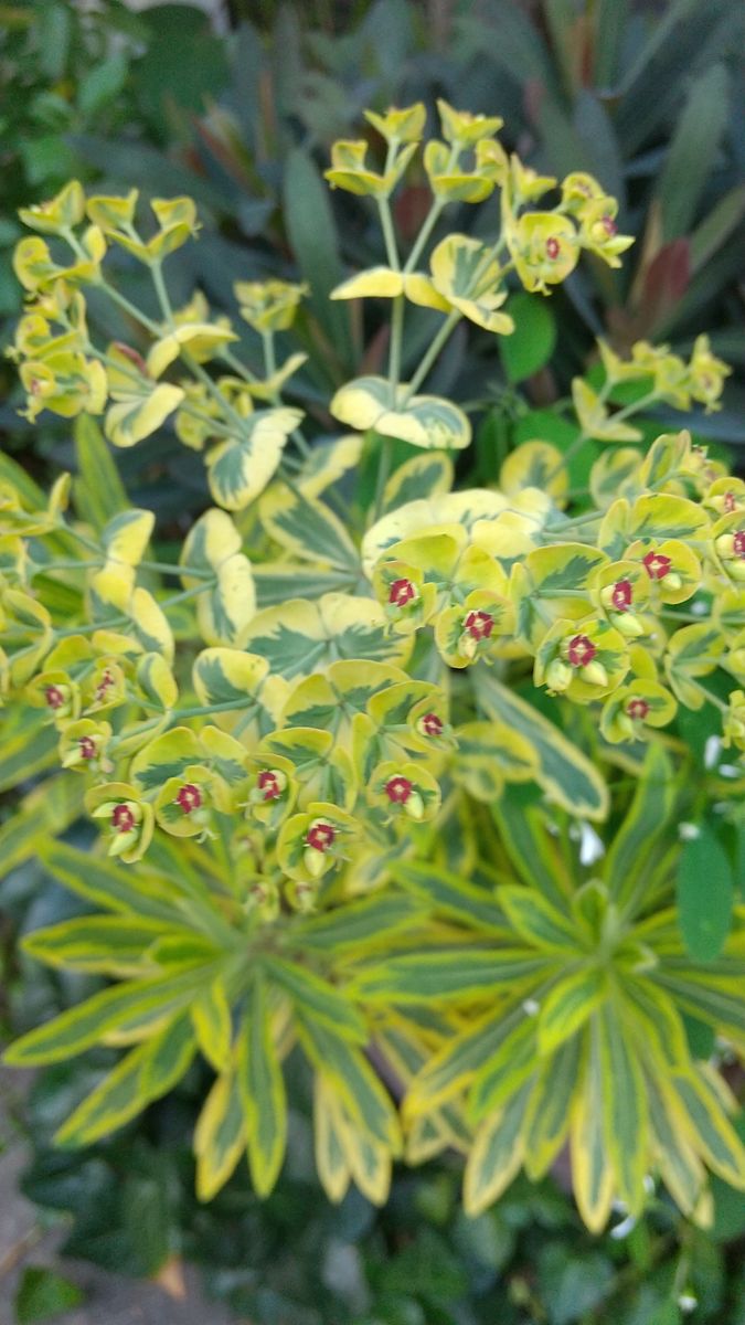 ユーホルビアの寄せ植えが、ワッサワッサ🎶