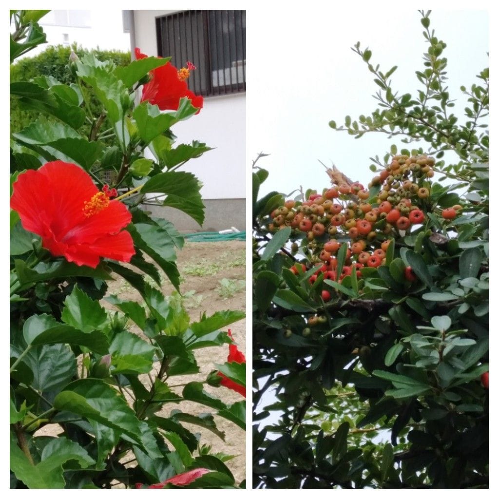 散歩道で見かけた花と実！