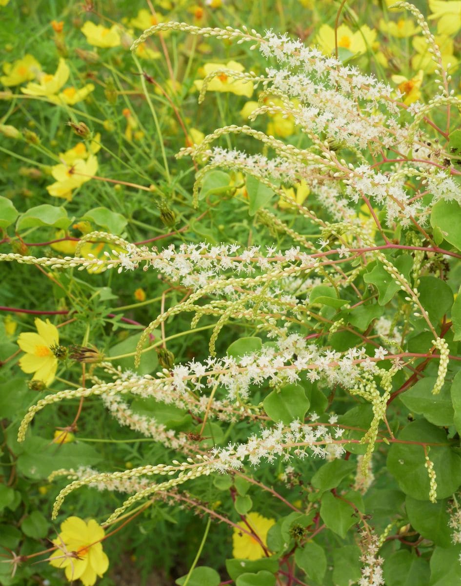 オカワカメの花