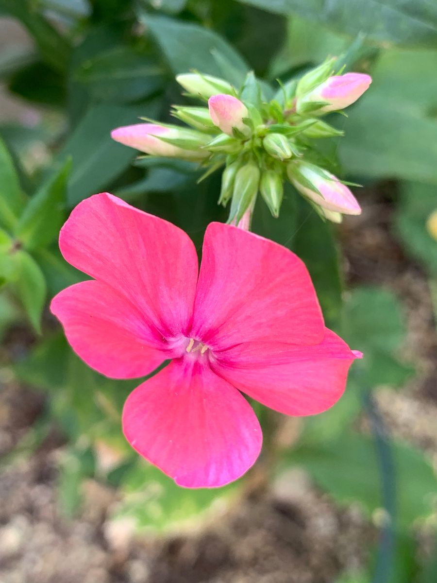 庭の花を飾る🌸