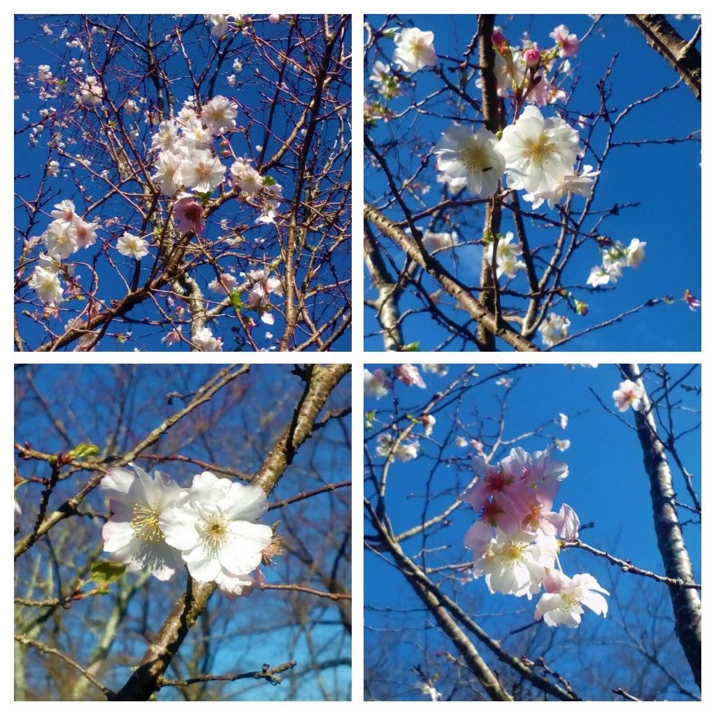 昨日のさくら公園の『十月桜（紅）🌸』