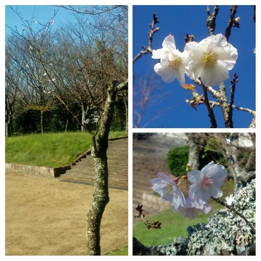 昨日のさくら公園の『十月桜（紅）🌸』