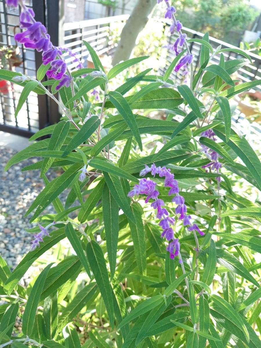 今朝のお花はなにかなー