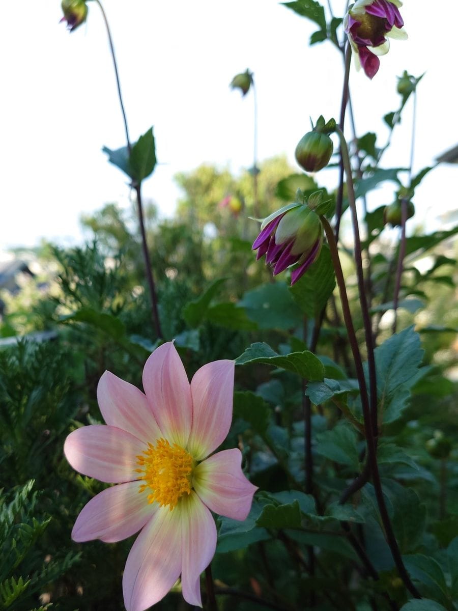 今朝のお花はなにかなー