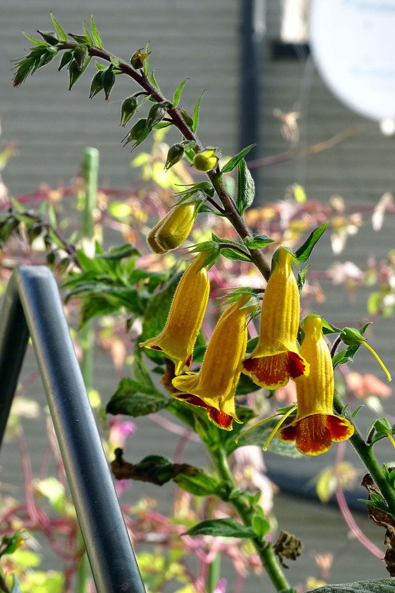 偏屈な花