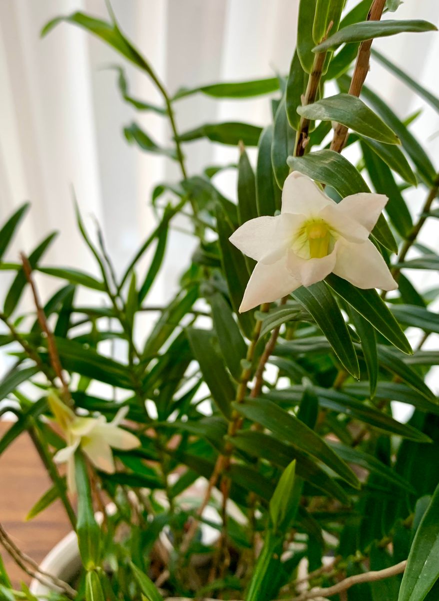 開花は続くよ、いつまでも…