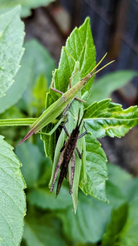 緑の雌に緑と茶色の雄