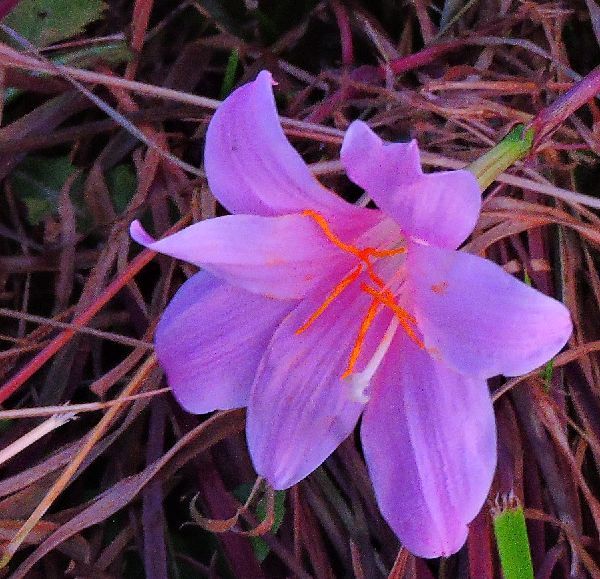 秋の野に咲く花～