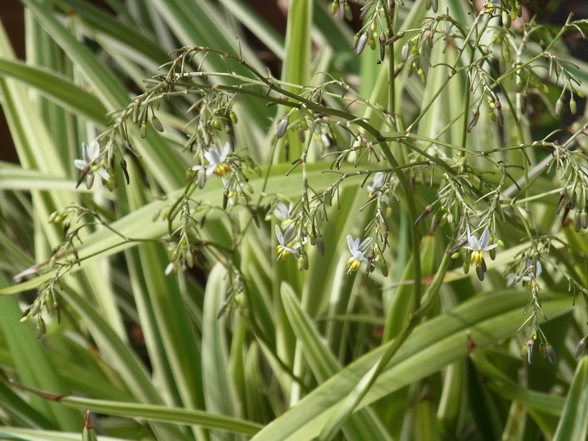 夏秋の薄青紫の花