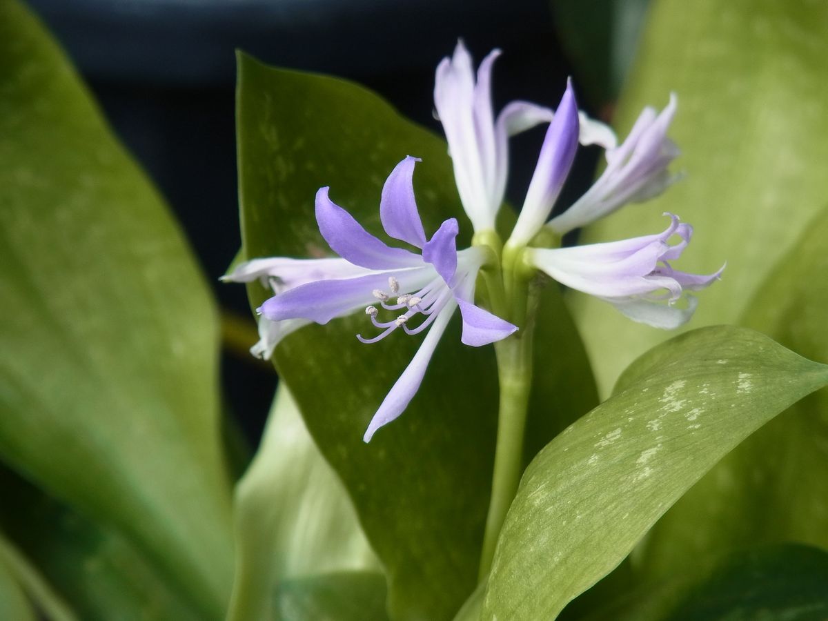 夏秋の薄青紫の花