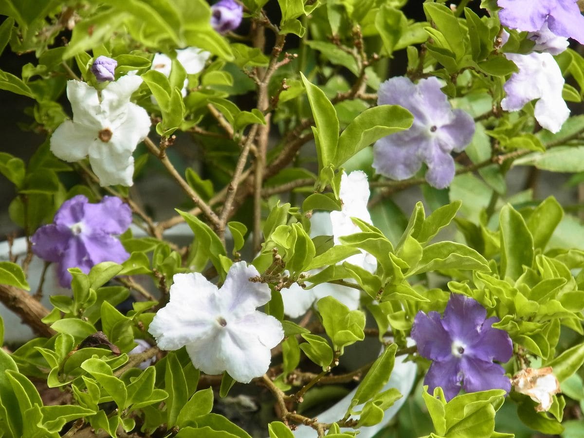 夏秋の薄青紫の花