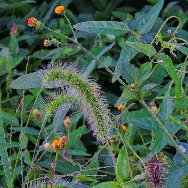 秋の野に咲く花～