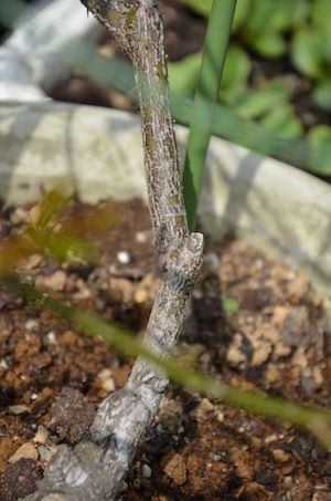 お不動さんなバラの芽