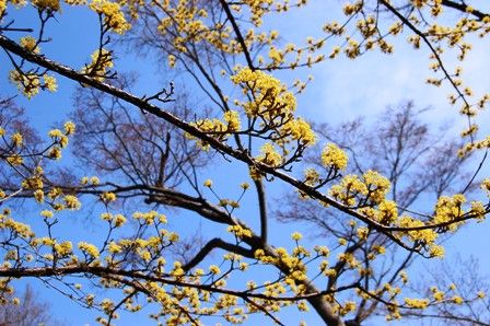 早春の花、移り変わり