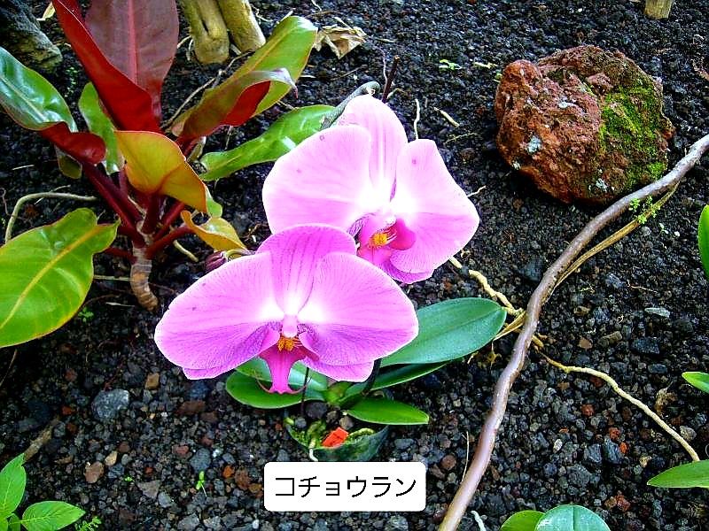 彼方の動植物 続編９