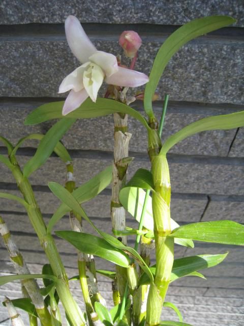 卒業生にほんの気持ち、おめでとう