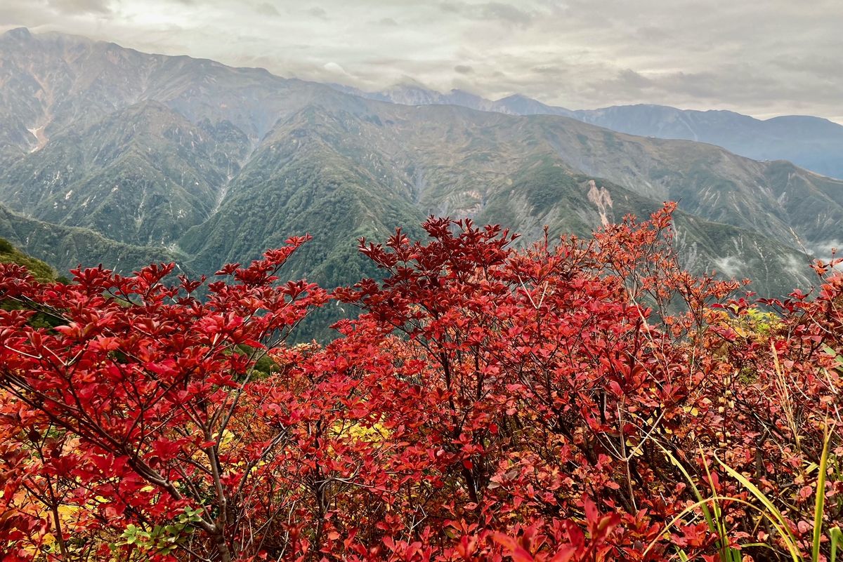 10/1  【白馬五竜高山植物園、紅葉が見ごろです】