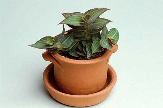 植物図鑑に新しく植物名を追加しました