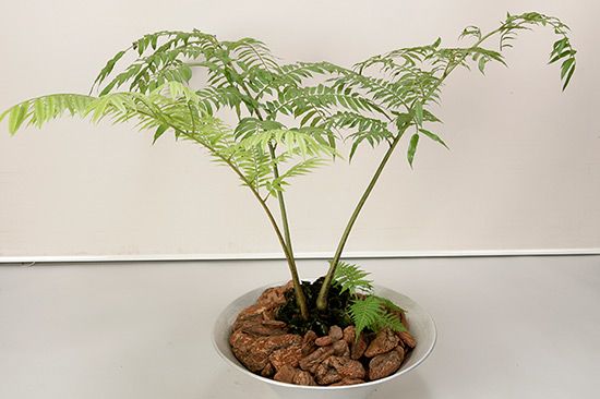 植物図鑑に新しく植物名を追加しました