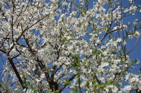 庭桜が開花　巴旦杏は満開