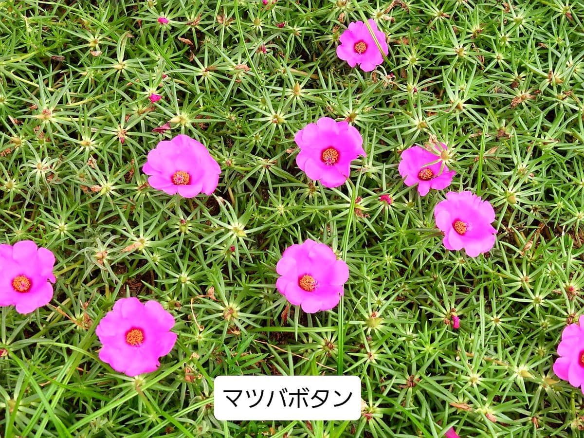 お花のじゅうたん