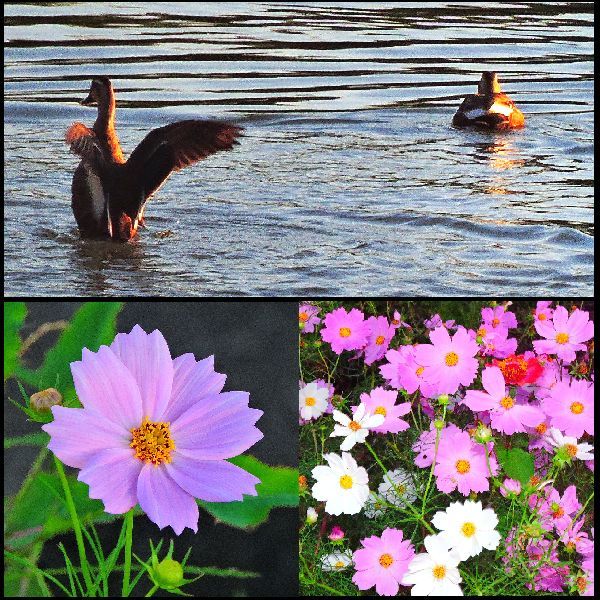 花鳥風月。ウォーキングMS⑨237日目(3157日目)