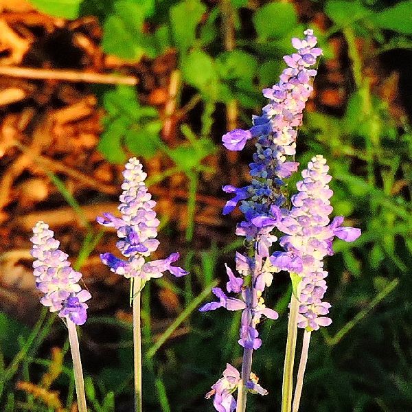 散歩道の花～朝日を浴びて