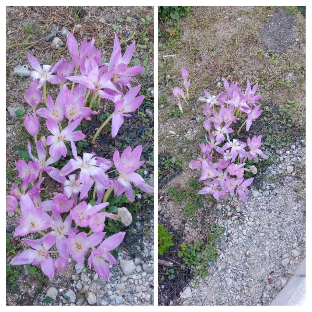 散歩道で見かけた花、実、葉！