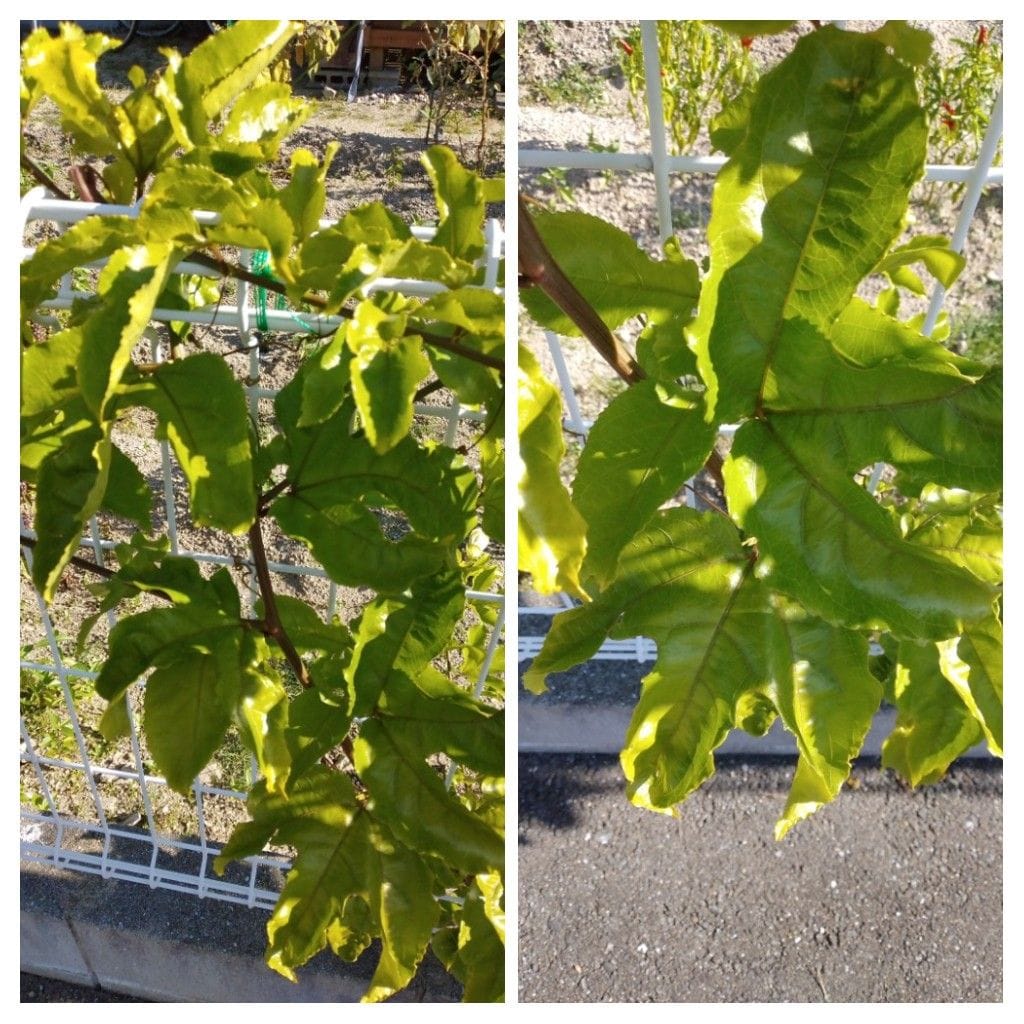 散歩道で見かけた花、実、葉！