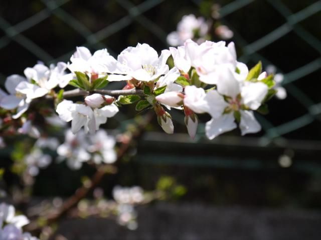 春なの～に～　（植木編）