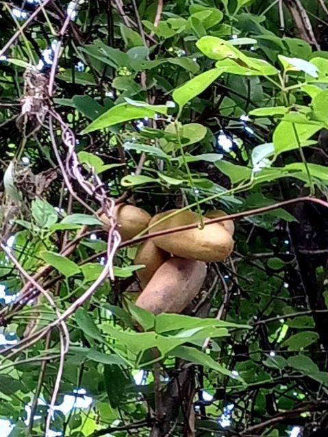 秋だね🍄の電話が😅