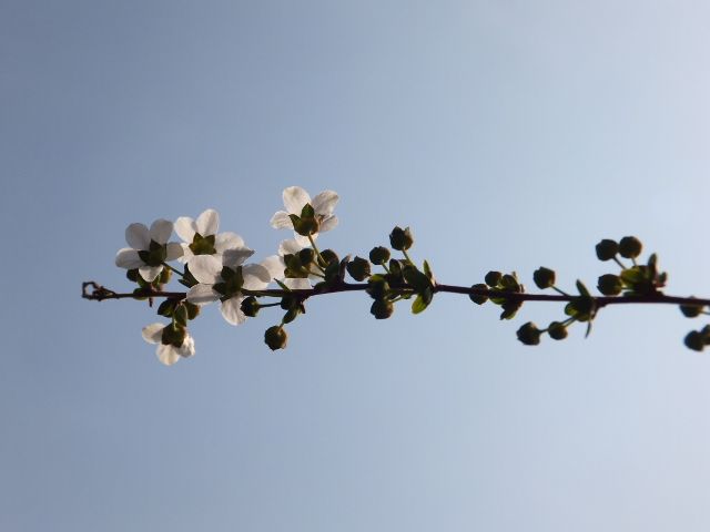 今日の花