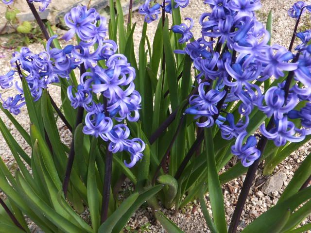 今日の花