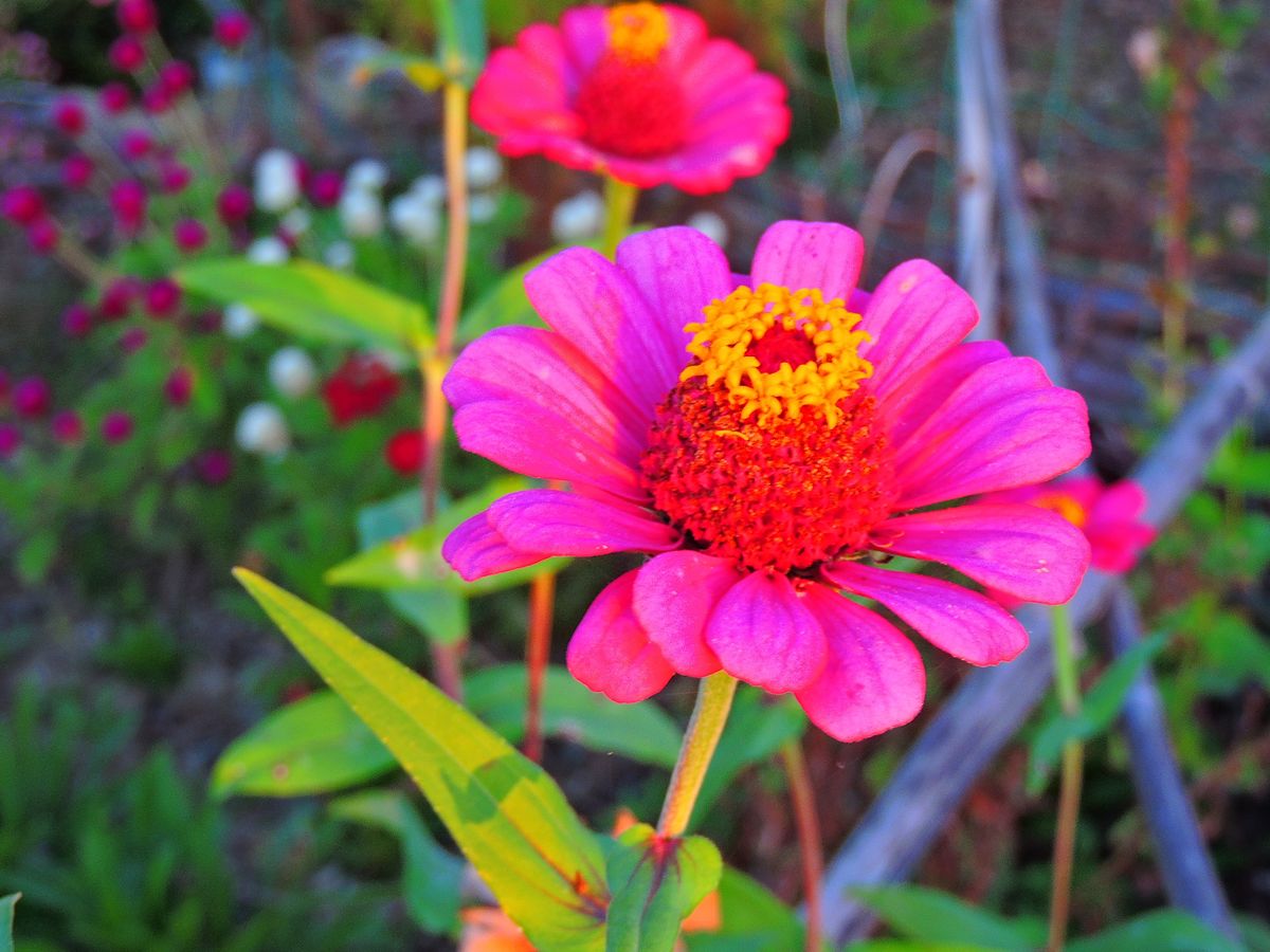 散歩道の花～百日草