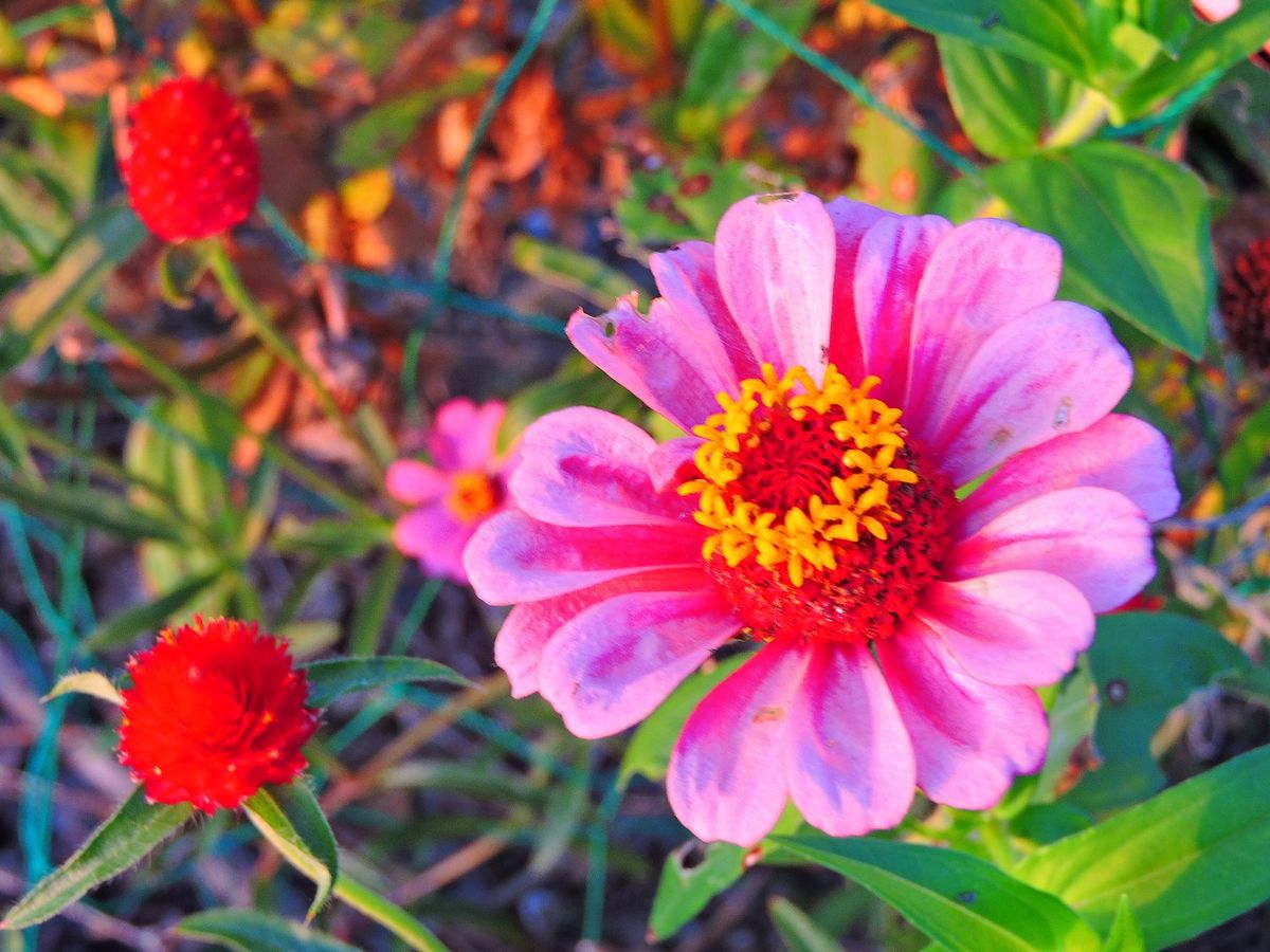 散歩道の花～百日草