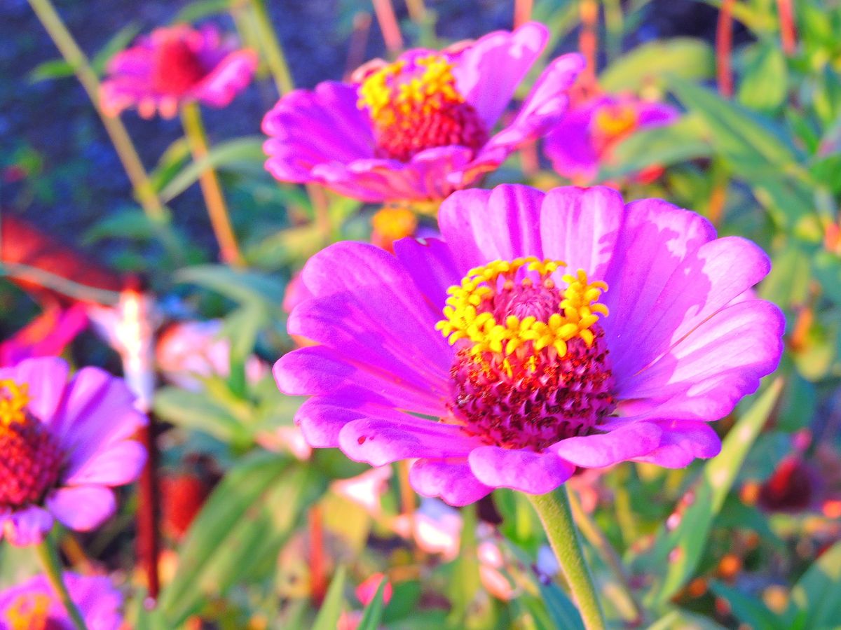 散歩道の花～百日草