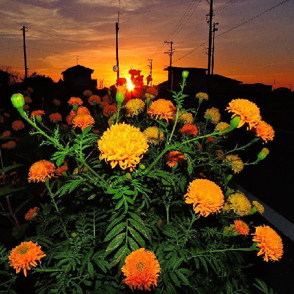 散歩道の花～マリーゴールド