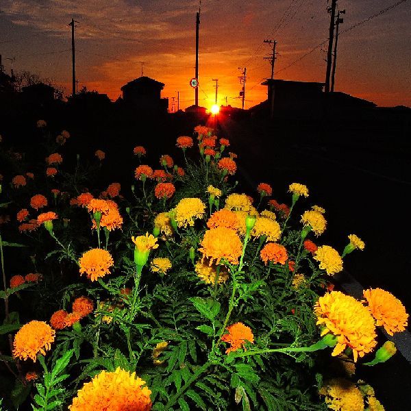 散歩道の花～マリーゴールド