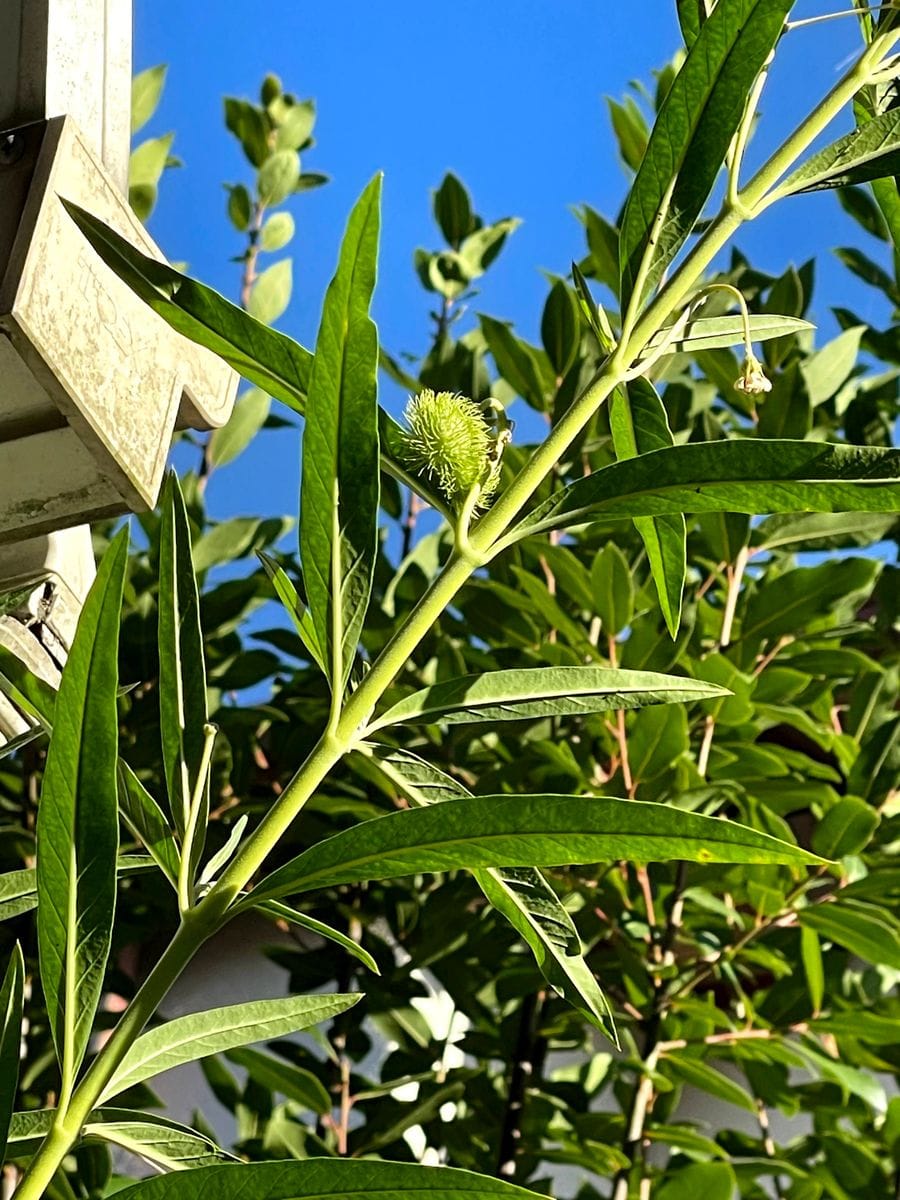 フウセントウワタの実とリナリアのちっちゃな芽