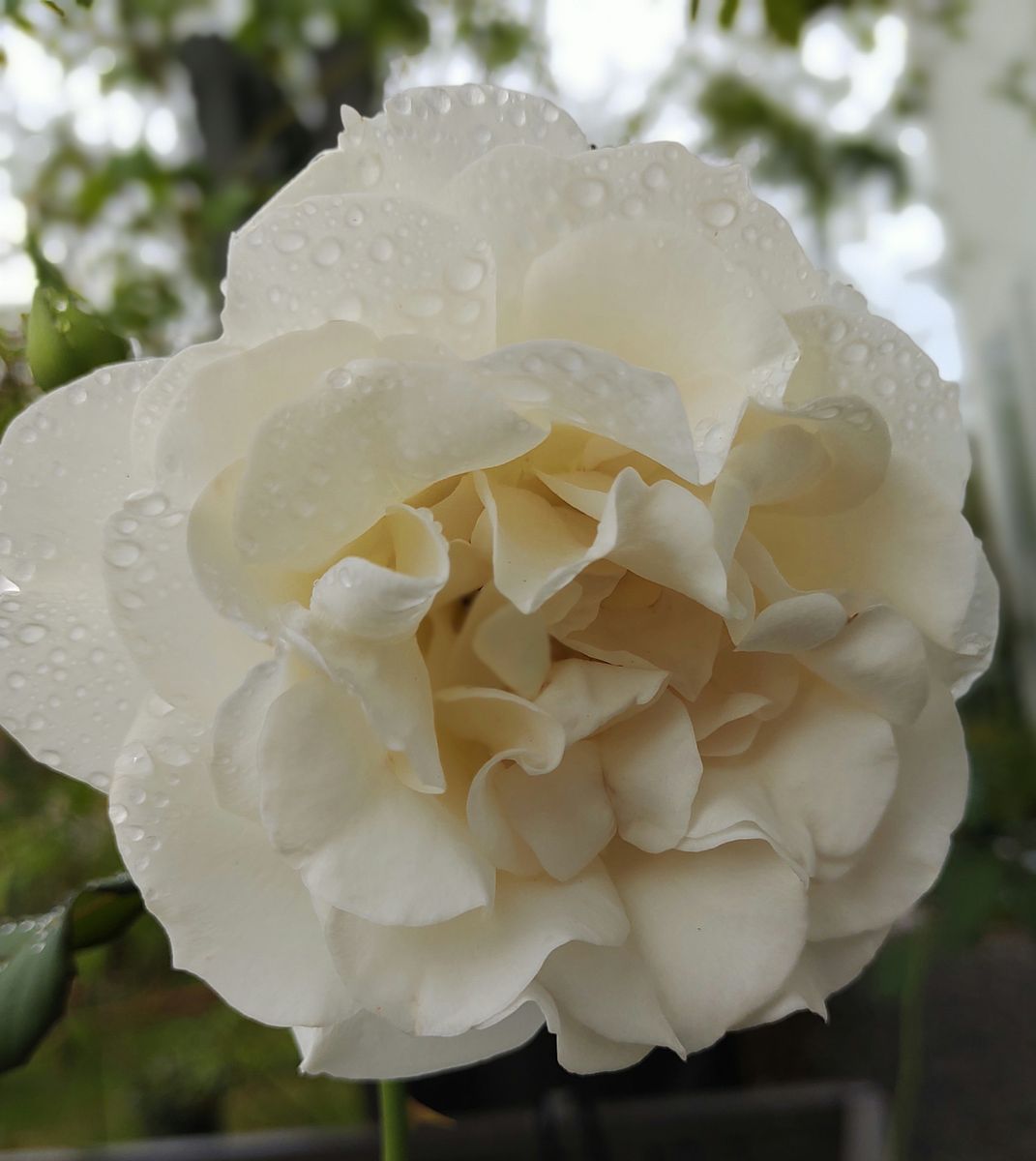 雨上がりの庭のバラ