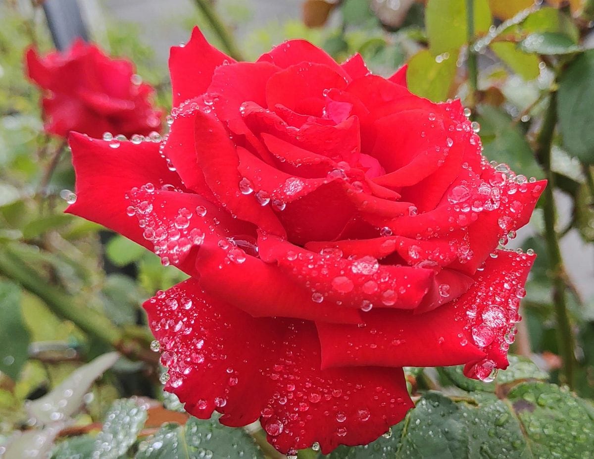 雨上がりの庭のバラ