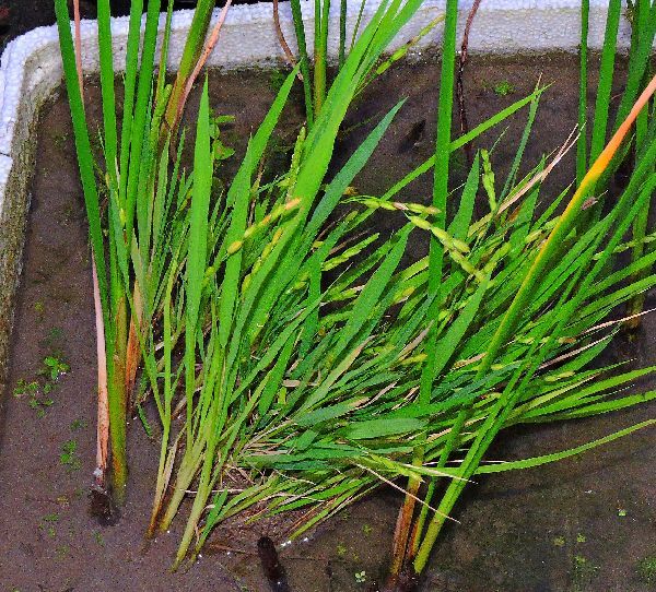 水生植物の栽培