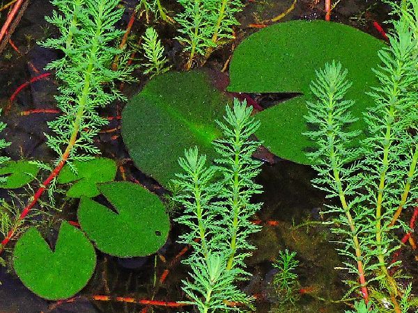 水生植物の栽培