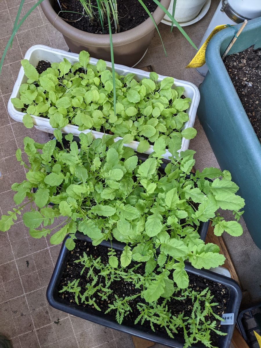 美味しそうな葉物野菜、ワタの萼の下、山芋のムカゴ