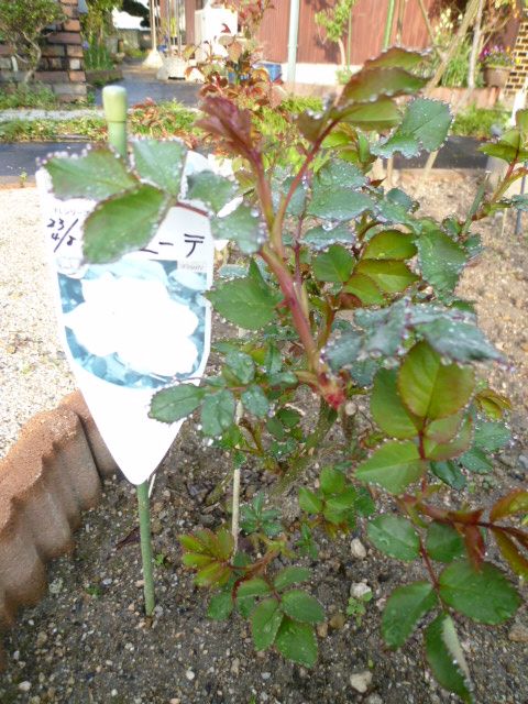 朝露の薔薇の新葉