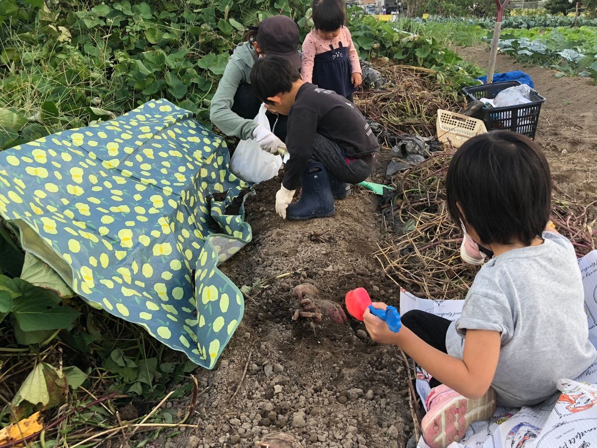 芋掘りに球根植え