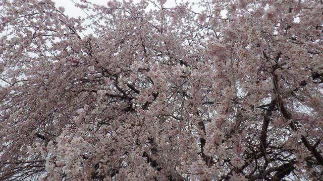 しだれ桜満開！