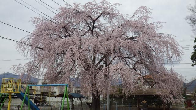 しだれ桜満開！