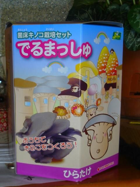 タイリントキソウとジュリエが咲きました。